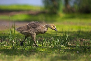 Geese Prints: USA, California, San Diego, Lakeside, Canadian goose gosling