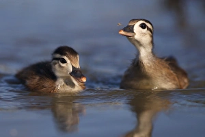 Images Dated 28th June 2011: USA; California; San Diego; Lakeside; Wood ducklings on Lindo Lake going after an insect