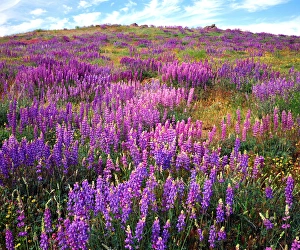 USA, California, San Diego. Lupine Wildflowers in Cuyamaca Rancho State Park