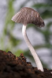 USA; California; San Diego; A Mushroom