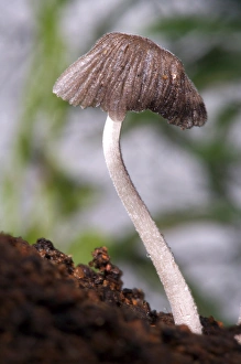 Images Dated 31st July 2006: USA; California; San Diego; A Mushroom