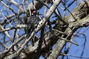 Specie Prints: USA - California - San Diego - Nuttalls Woodpecker