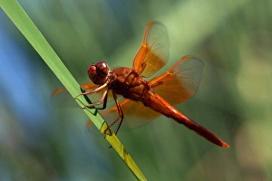 Images Dated 7th July 2011: USA; California; San Diego; A Orange Drangonfly in Mission Trails Regional Park in