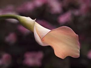 Stalk Prints: USA, California, San Diego, Pink calla lily