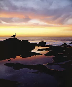 Images Dated 6th June 2007: USA, California, San Diego. A seagull at Sunset Cliffs tidepools on the Pacific Ocean