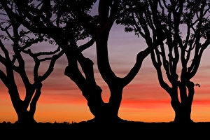 San Diego Prints: USA, California, San Diego. Silhouetted trees at sunset