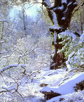 USA; California; San Diego. A Snow covered trees in Cuyamaca Rancho State Park