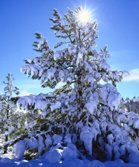 USA; California; San Diego. A Snow covered trees in the Laguna Mountains