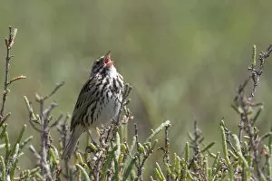 USA - California - San Diego - Song Sparrow singing