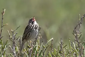 Images Dated 20th April 2008: USA - California - San Diego - Song Sparrow singing