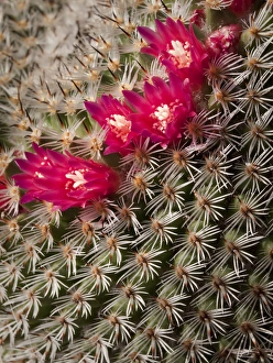 Spine Prints: USA, California, San Diego, Tiny blooms on cactus