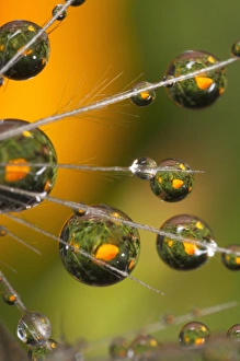 Images Dated 10th June 2006: USA; California; San Diego; Water droplets on a dandelion seed parachute