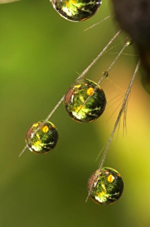 Images Dated 10th June 2006: USA; California; San Diego; Water droplets on a dandelion seed parachute