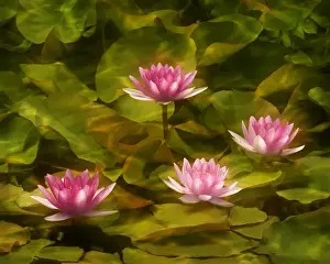USA, California, San Diego, Water lilies with water texture added
