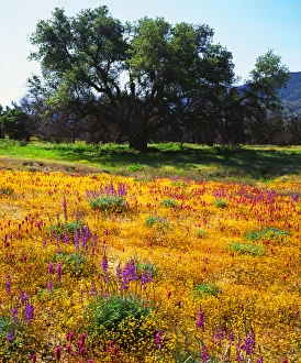 USA, California, San Diego. A Wildflowers inACleveland National Forest after the Cedar fire