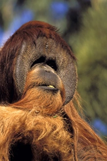 Captivity Prints: USA, California, San Diego Zoo. Captive orangutans, pongo pygmaeus