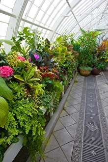 Conservatory Prints: USA, California, San Francisco, Inside the San Francisco Conservatory of Flowers