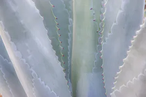 Succulent Prints: USA, California, San Francisco, Golden Gate Park and the Conservatory of Flowers with