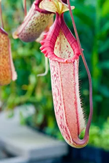 USA, California, San Francisco. The Nepenthes plant