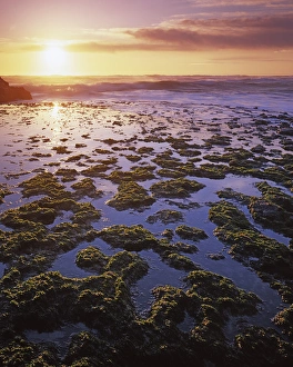 Tide Pool Prints: USA, California, San Gregorio State Beach, Tide Pools at sunset