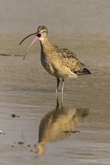 Images Dated 25th January 2018: USA, California, San Luis Obispo. Long-billed curlew calling