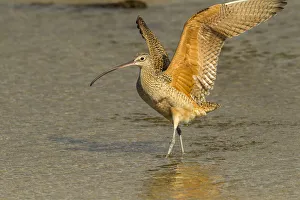 Images Dated 25th January 2018: USA, California, San Luis Obispo. Long-billed curlew in water