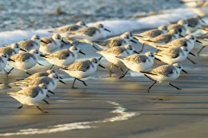 USA, California, San Luis Obispo. Sanderlings running in the surf