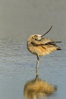 Images Dated 25th January 2018: USA, California, San Luis Obispo. Long-billed curlew in water