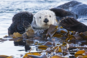 Kelp Prints: USA, California, San Luis Obispo County. Sea otter wrapped in kelp