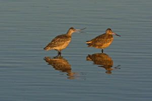 Mating Prints: USA, California, San Luis Obispo County. Marbled godwits mating behavior. Credit as