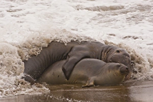 Mating Prints: USA, California, San Luis Obispo County. Northern elephant seals mating. Credit as