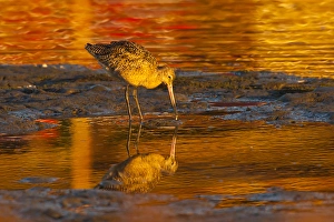 San Luis Obispo County Prints: USA, California, San Luis Obispo County. Marbled godwit reflecting in water. Credit as