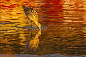 San Luis Obispo County Prints: USA, California, San Luis Obispo County. Marbled godwit feeding