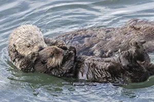 USA, California, San Luis Obispo County. Sea otter mother and pup grooming. Credit as