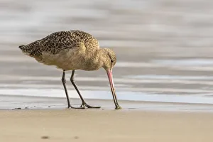 Images Dated 19th January 2017: USA, California, San Luis Obispo County. Marbled godwit foraging in sand. Credit as