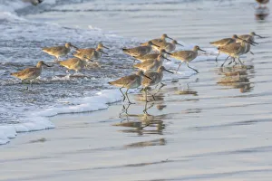 USA, California, San Luis Obispo County. Willets running in surf