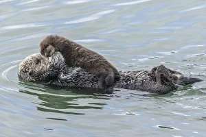 Images Dated 19th January 2017: USA, California, San Luis Obispo County. Sea otter mother and pup
