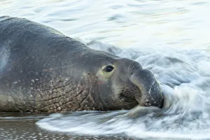 Images Dated 13th August 2019: USA, California, San Luis Obispo County. Northern elephant seal male in ocean surf