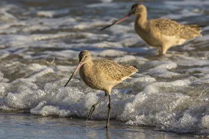 USA, California, San Luis Obispo County. Marbled godwits feeding in surf. Credit as