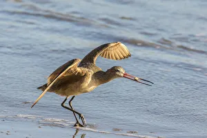 Images Dated 13th August 2019: USA, California, San Luis Obispo County. Marbled godwit taking flight with food. Credit as