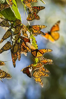 Images Dated 13th August 2019: USA, California, San Luis Obispo County. Clustering monarch butterflies on branches