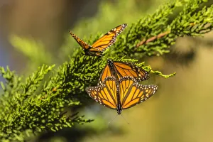 USA, California, San Luis Obispo County. Monarch butterflies on branch. Credit as