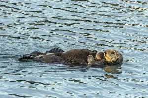USA, California, San Luis Obispo County. Sea otter mom and pup