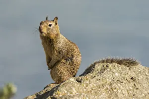 USA, California, San Luis Obispo County. California ground squirrel on rock. Credit as