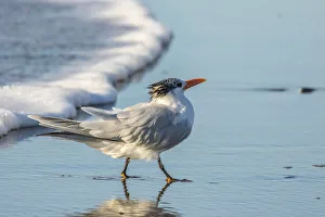 USA, California, San Luis Obispo County. Royal tern on shore