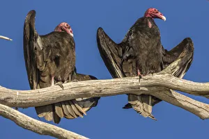 USA, California, San Luis Obispo County. Turkey vultures close-up on limb. Credit as