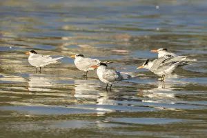 USA, California, San Luis Obispo County. Royal terns reflect in shore water. Credit as