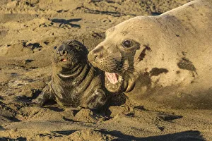 USA, California, San Luis Obispo County. Northern elephant seal female and pup. Credit as