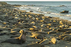 USA, California, San Luis Obispo County. Northern elephant seal male defending his