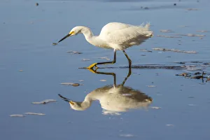 USA, California, San Luis Obispo County. Snowy egret reflects in ocean water. Credit as